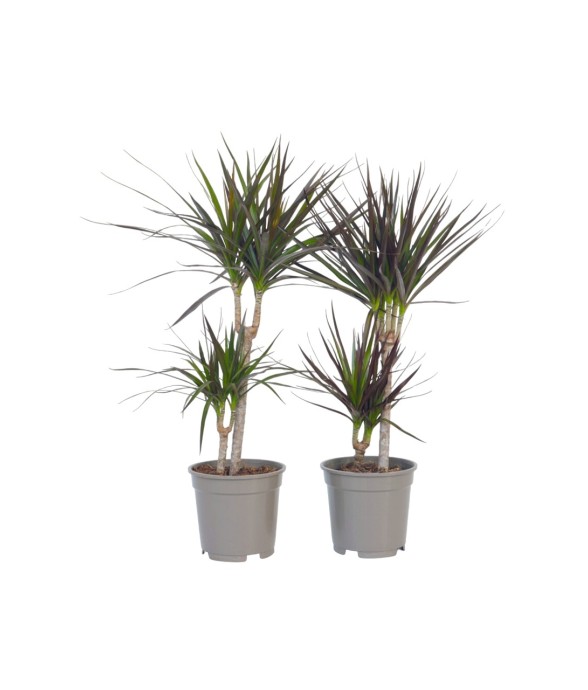 Dragonnier - Set de 4 -...