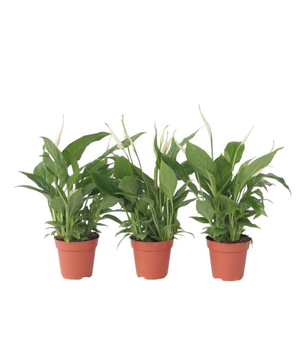 Fleur de lune - Set de 3 -...