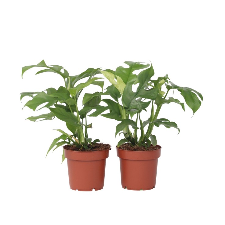 Plante à trous - Set de 2 - Rhaphidophora tetrasperma - Hauteur 20-30cm - ⌀12cm
