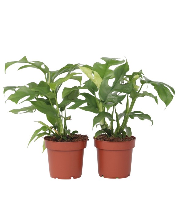 Plante à trous - Set de 2 -...