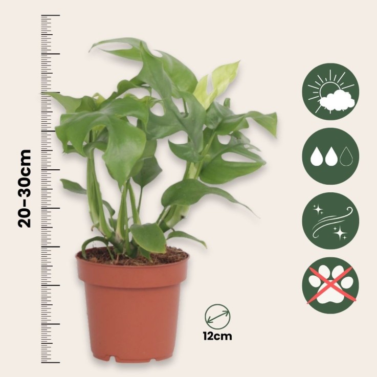 Plante à trous - Set de 2 - Rhaphidophora tetrasperma - Hauteur 20-30cm - ⌀12cm