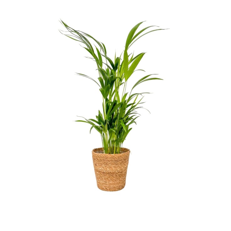 Palmier areca - Dypsis lutescens - Avec panier - Hauteur 60-70cm - ⌀17cm