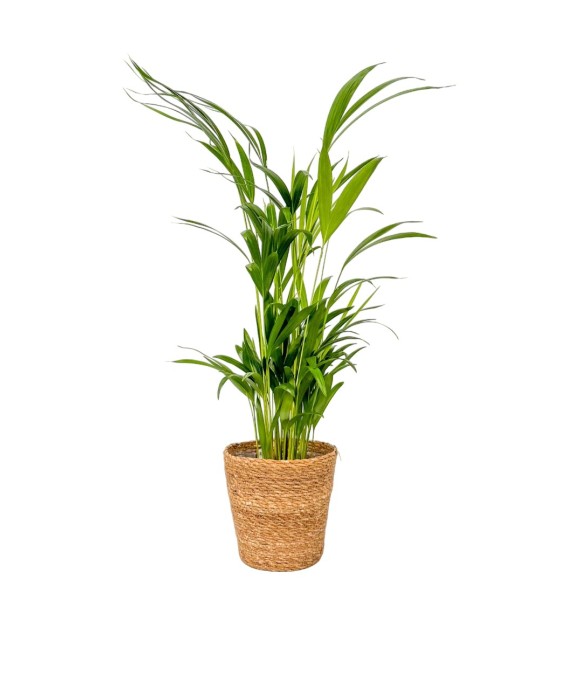 Palmier areca - Dypsis...