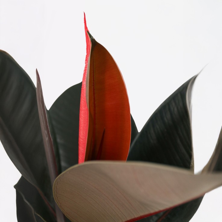 Caoutchouc - Ficus Elastica 'Abidjan' - Hauteur 75-100cm - ⌀24cm