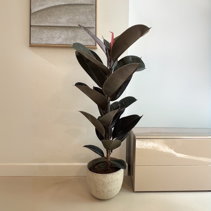 Caoutchouc - Ficus Elastica 'Abidjan' - Hauteur 75-100cm - ⌀24cm