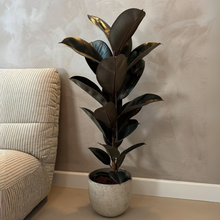 Caoutchouc - Ficus Elastica 'Abidjan' - Hauteur 75-100cm - ⌀24cm