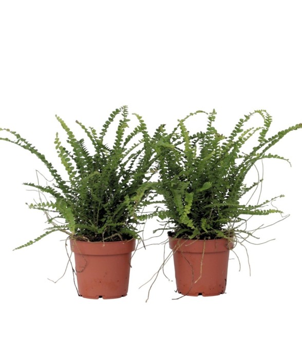 Fougère de Duff - Set de 2...