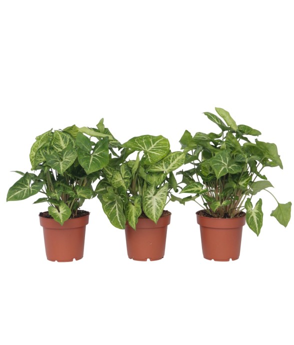 Patte-d'oie - Set de 3 -...