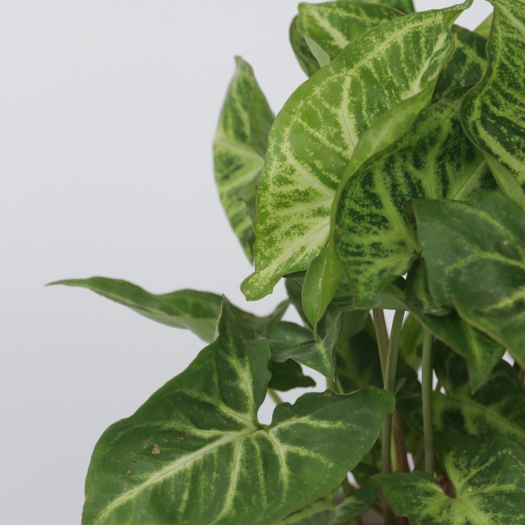 Patte-d'oie - Set de 3 - Syngonium podophyllum 'Pixie' - Hauteur 25-40cm - ⌀12cm