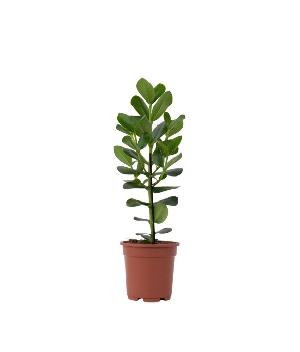 Pommier baumier - Clusia...