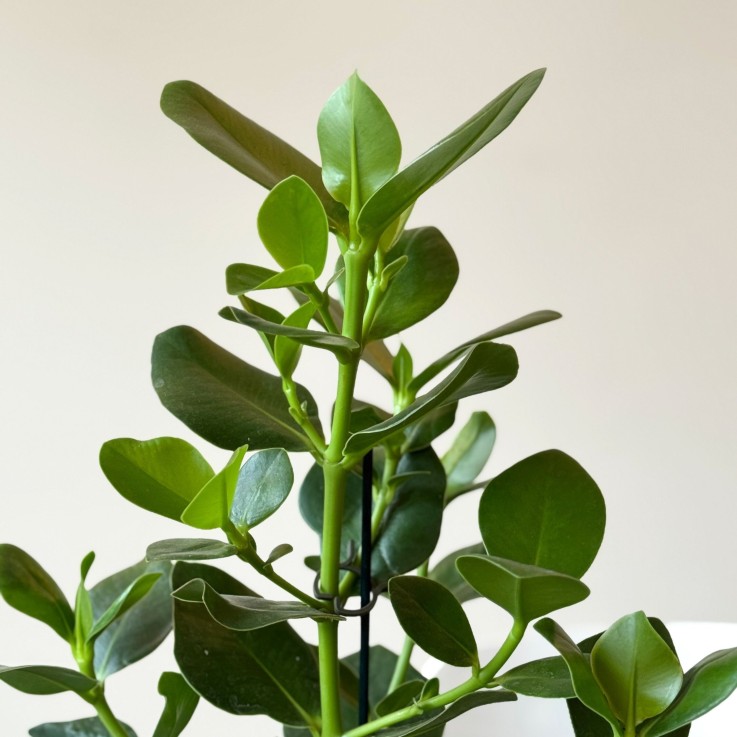 Pommier baumier - Clusia rosea 'Princess' - Hauteur 50-60cm - ⌀17cm