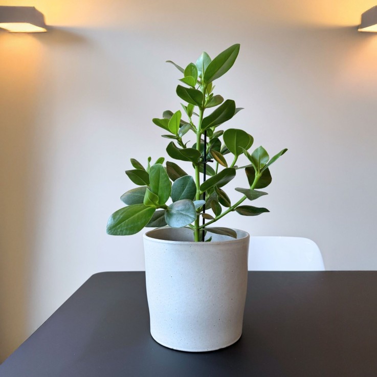 Pommier baumier - Clusia rosea 'Princess' - Hauteur 50-60cm - ⌀17cm