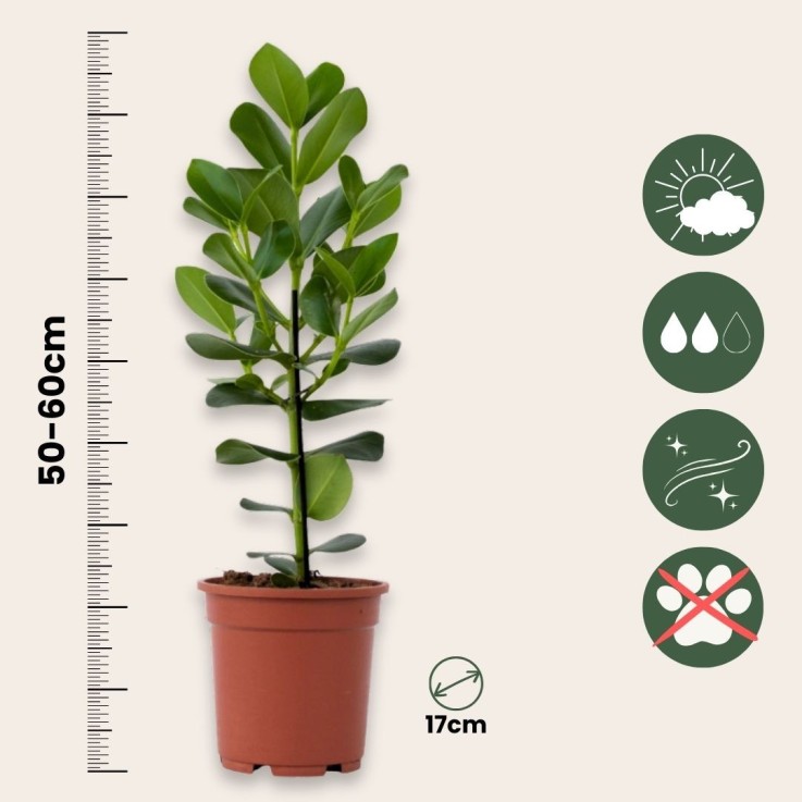 Pommier baumier - Clusia rosea 'Princess' - Hauteur 50-60cm - ⌀17cm