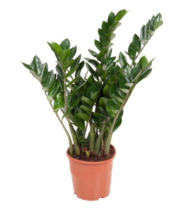 Plante ZZ - Zamioculcas...