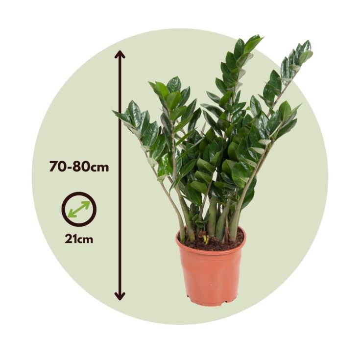Plante ZZ - Zamioculcas Emerald - Hauteur 70-80cm - ⌀21cm