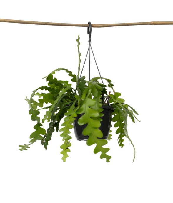 Cactus orchidée -...