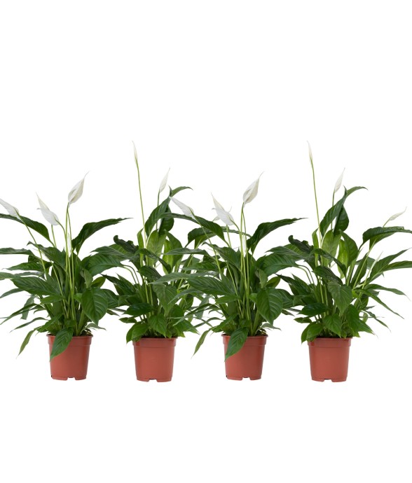 Fleur de lune - Set de 4 -...