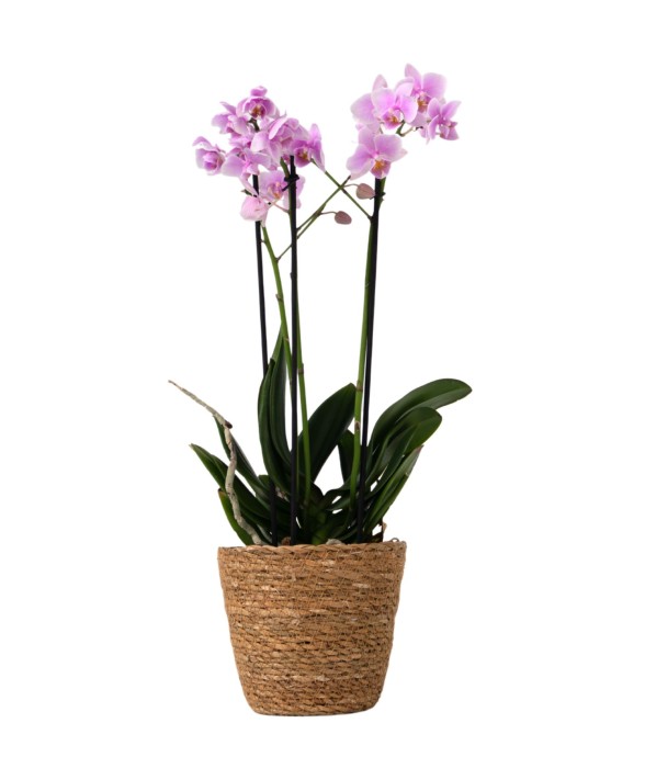 Orchidée papillon -...