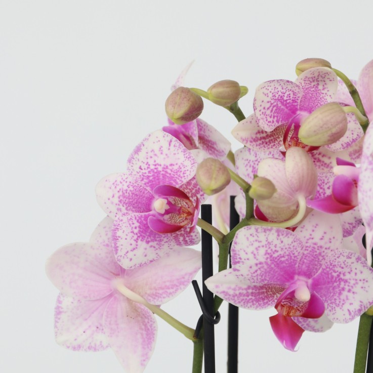 Orchidée papillon - Phalaenopsis Multiflora avec panier - Hauteur 35-45cm -⌀12cm
