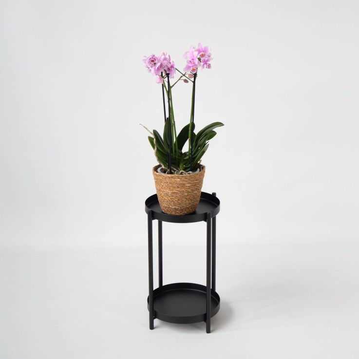 Orchidée papillon - Phalaenopsis Multiflora avec panier - Hauteur 35-45cm -⌀12cm