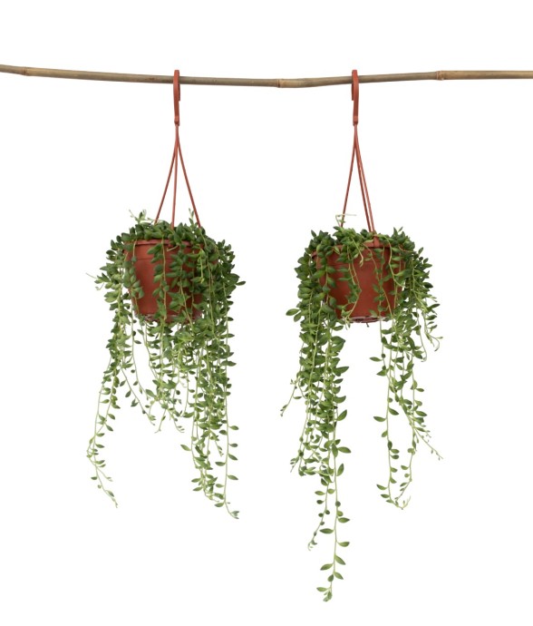 Plante collier de perles -...