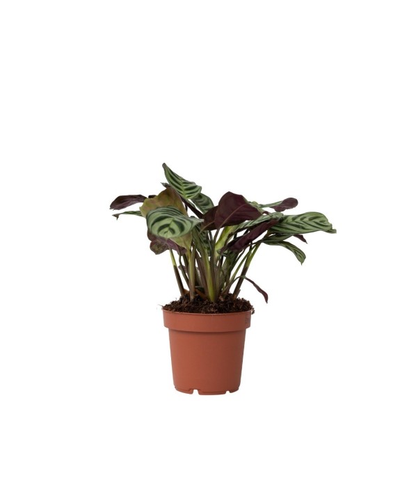 Plante Dormeuse - Ctenanthe...