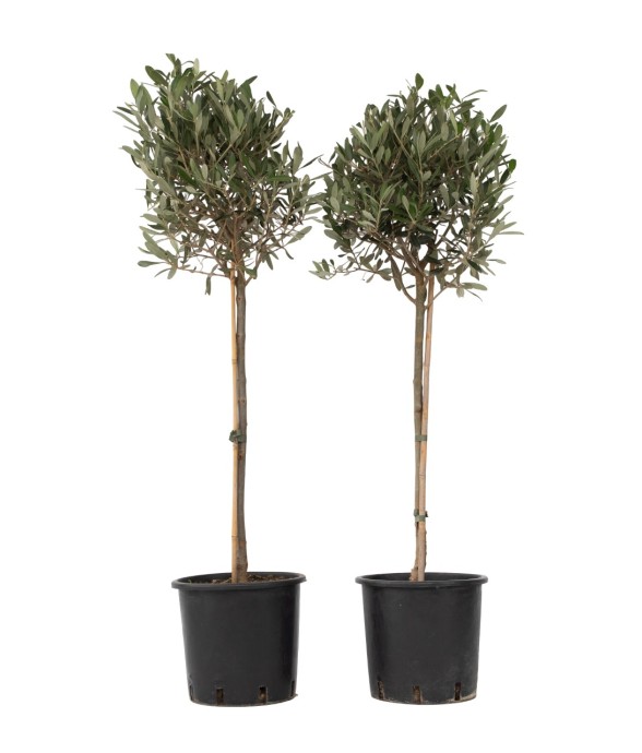 Olivier - Set de 2 - Olea...