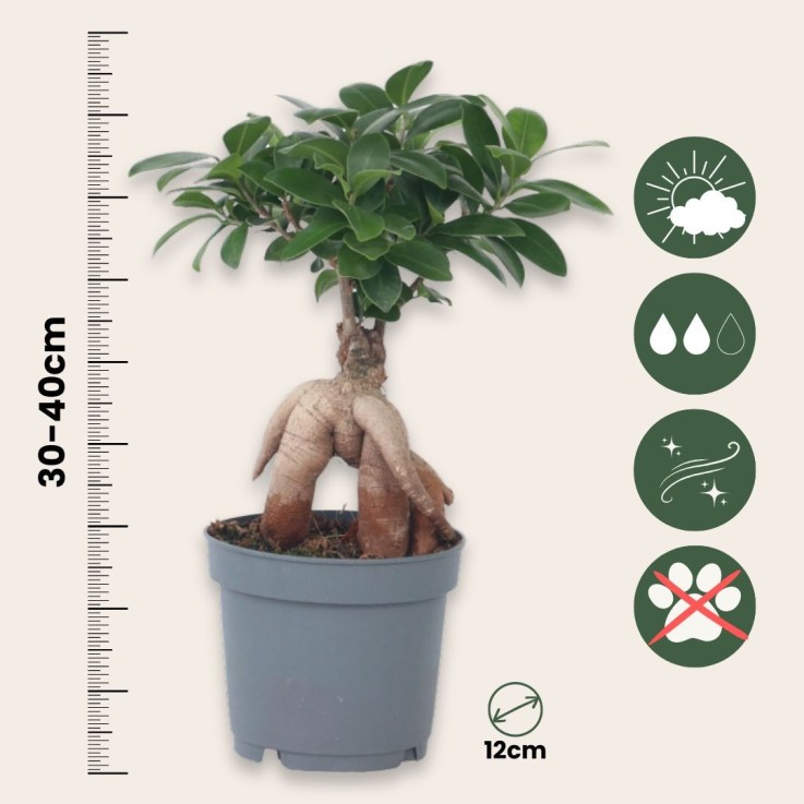 Bonsaï - Ficus microcarpa - Hauteur 30-40cm - ⌀12cm