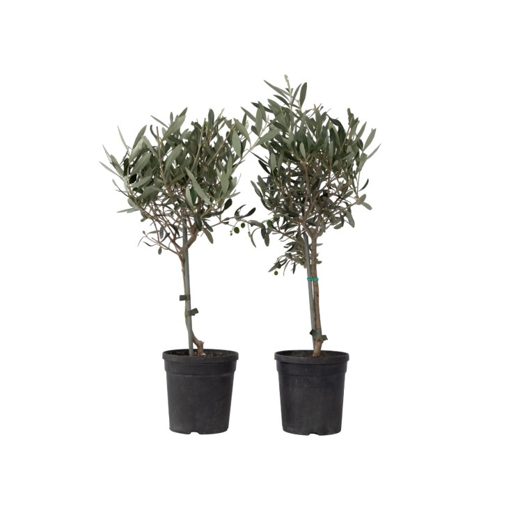 Olivier - Set de 2 - Olea europaea - Hauteur 50-60cm - ⌀14cm