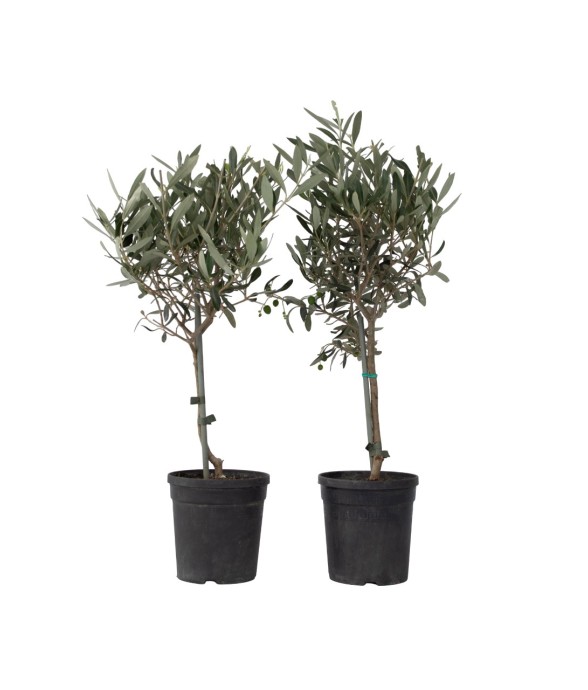 Olivier - Set de 2 - Olea...