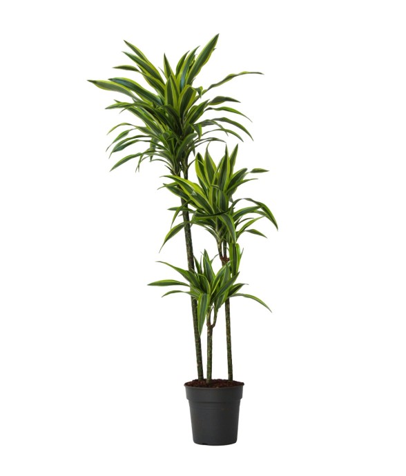 Dragonnier - Dracaena...