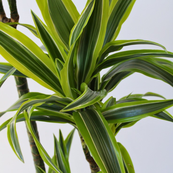 Dragonnier - Dracaena 'Lemon Lime' - Hauteur 130-140cm - ⌀24cm