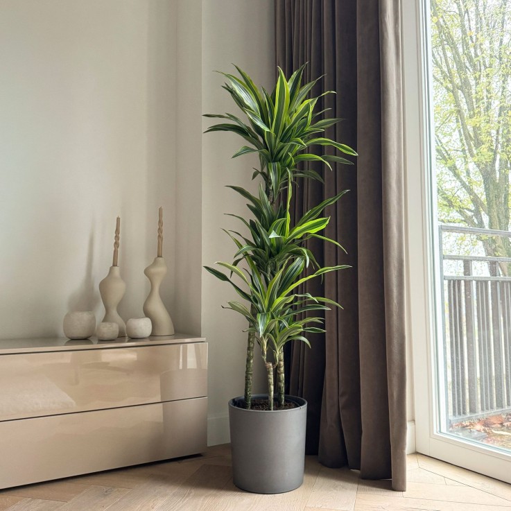 Dragonnier - Dracaena 'Lemon Lime' - Hauteur 130-140cm - ⌀24cm