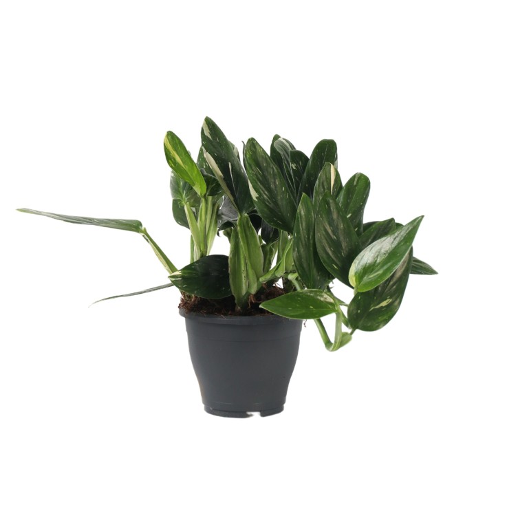 Plante verte - Philodendron Cobra - Hauteur 55-65cm - ⌀19cm