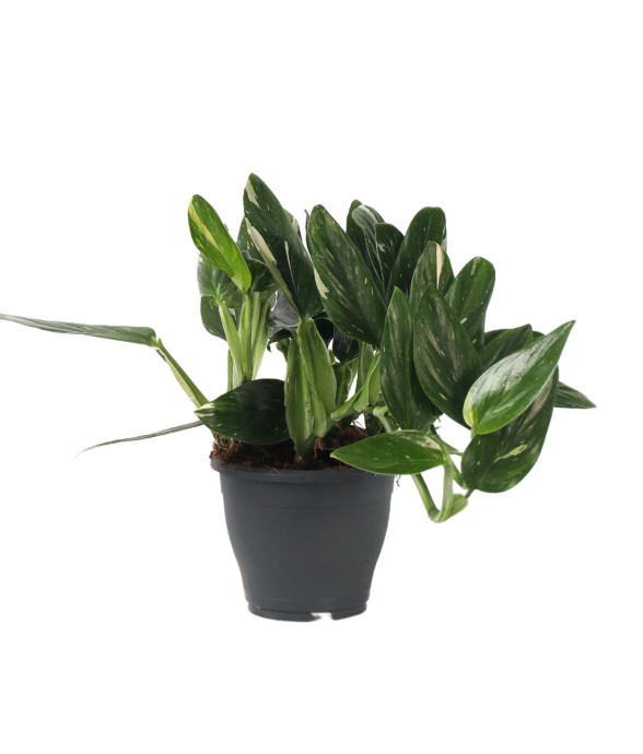 Plante verte - Philodendron...