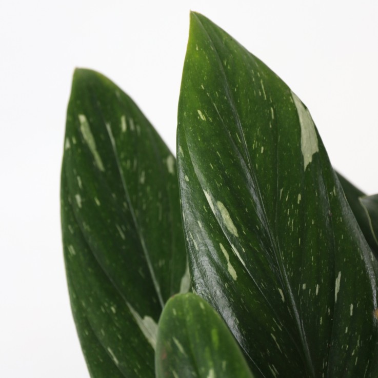 Plante verte - Philodendron Cobra - Hauteur 55-65cm - ⌀19cm