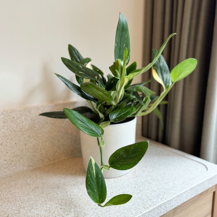 Plante verte - Philodendron Cobra - Hauteur 55-65cm - ⌀19cm