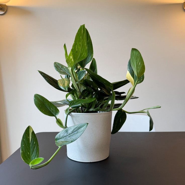 Plante verte - Philodendron Cobra - Hauteur 55-65cm - ⌀19cm