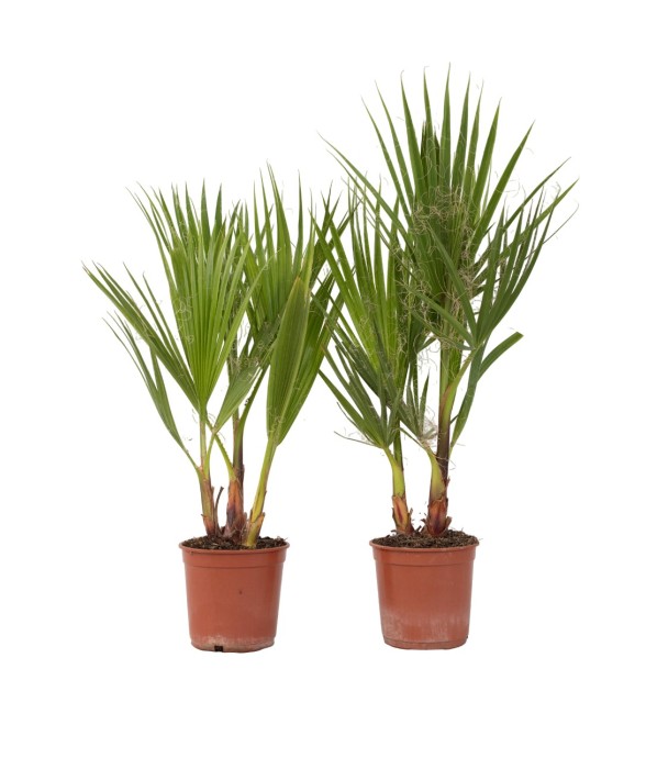 Palmier de Washington - Set...