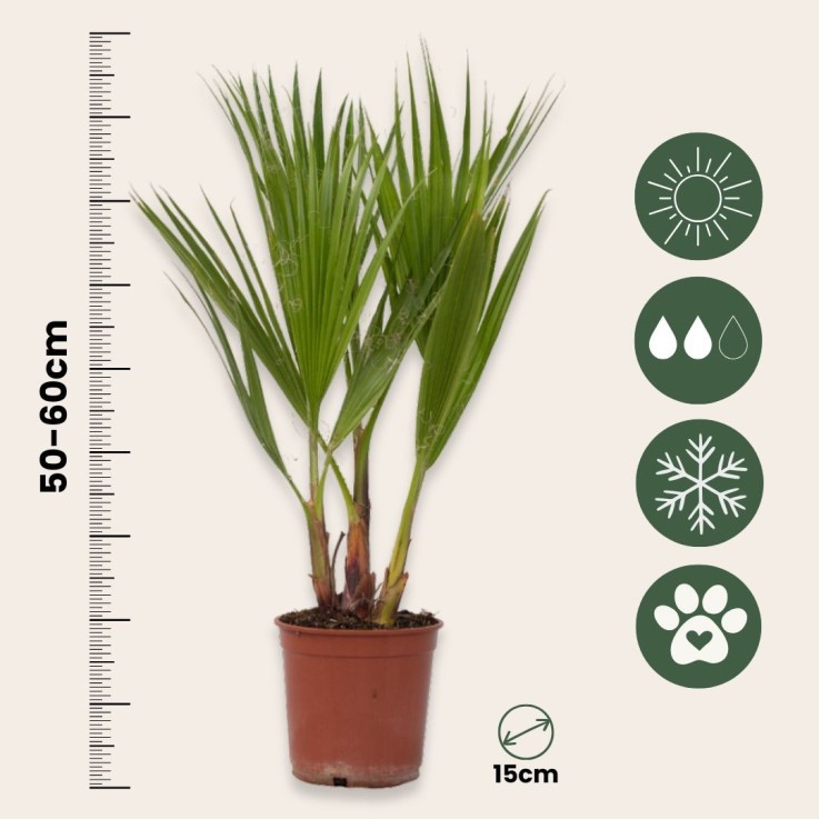Palmier de Washington - Set de 2 - Washingtonia robusta - H50-60cm - ⌀15cm