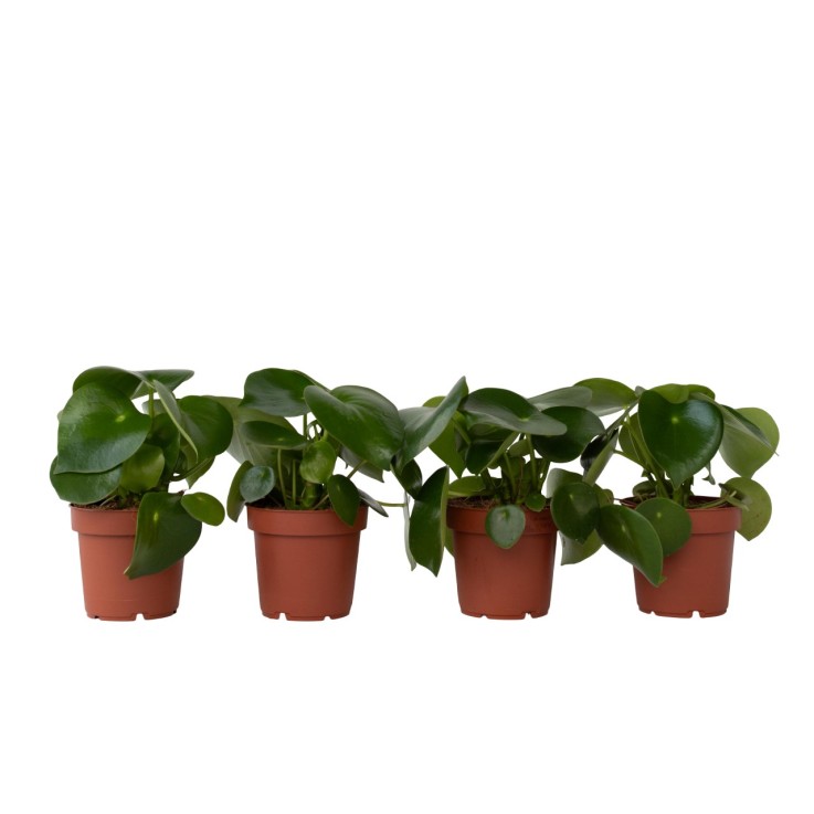 Pépéromie - Set de 4 - Peperomia polybotrya - Hauteur 20-30cm - ⌀12cm