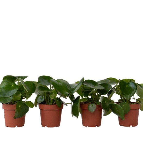 Pépéromie - Set de 4 -...