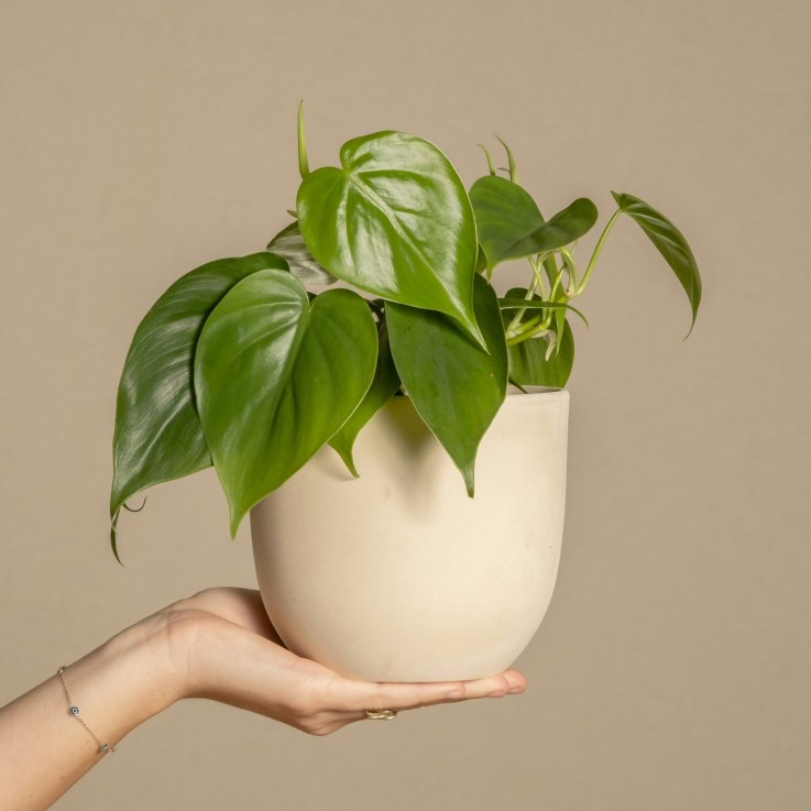 Pépéromie - Set de 4 - Peperomia polybotrya - Hauteur 20-30cm - ⌀12cm