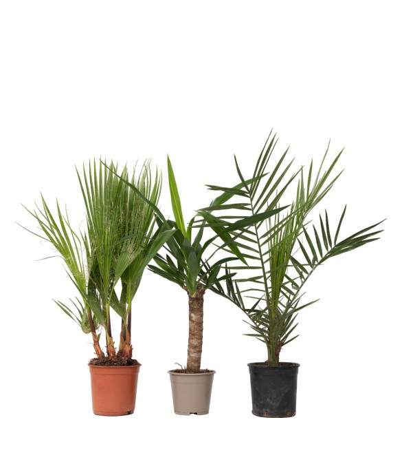 Mélange de Palmiers...