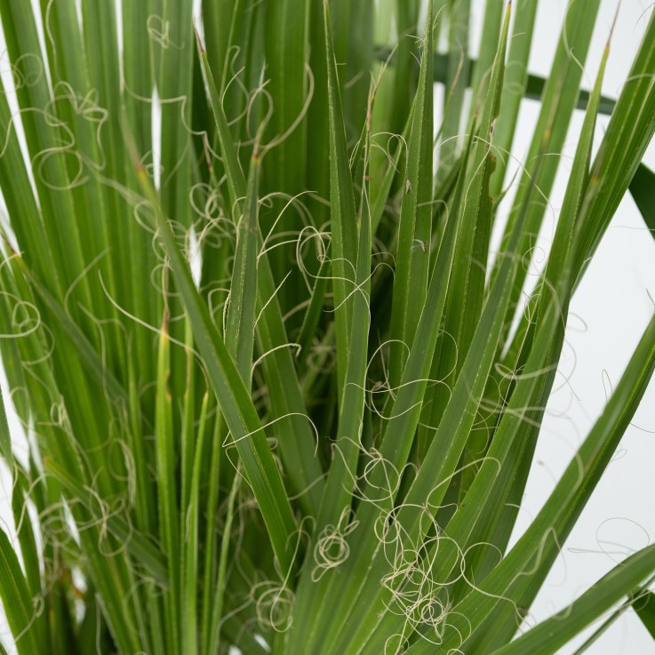 Mélange de Palmiers d'intérieur - Set de 3 - Indoor Palmmix - H50-70cm - ⌀14cm