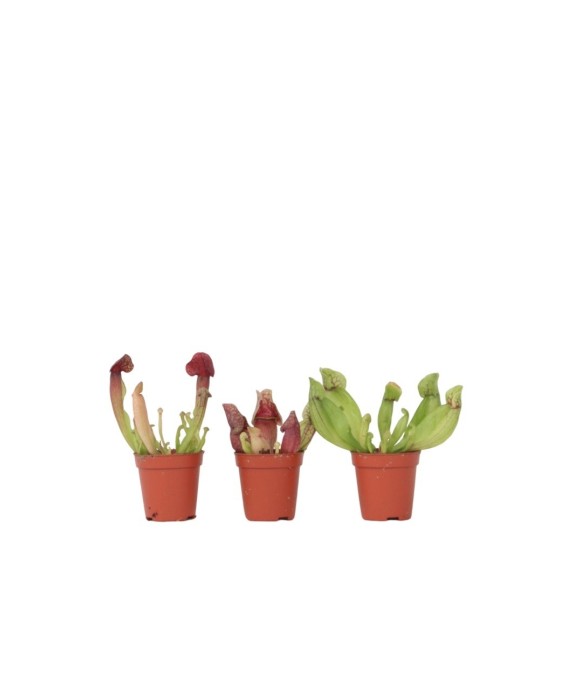 Sarracénie pourpre - Set de...