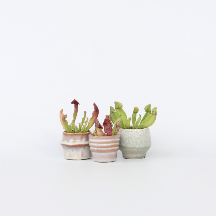 Sarracénie pourpre - Set de 3 - Sarracenia purpurea - Hauteur 10cm - ⌀5,5cm