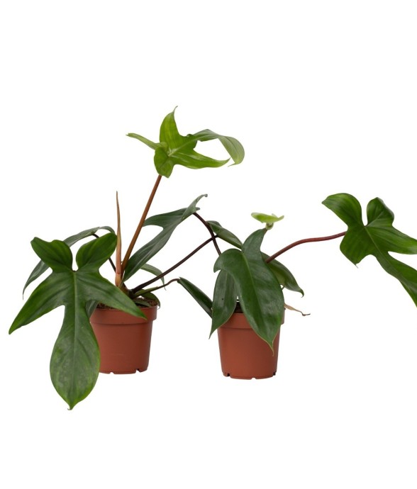 Plante verte - Set de 2 -...
