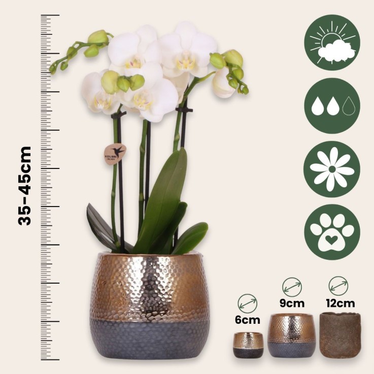 Coffret cadeau orchidée 'Copper XL' - Phalaenopsis - Hauteur 35cm