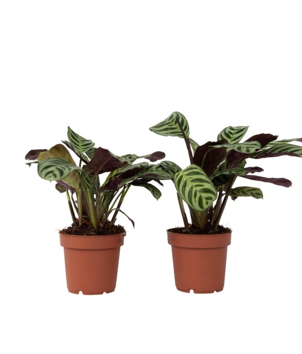 Plante Dormeuse - Set de 2...